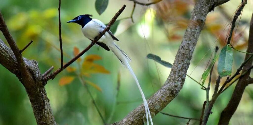 Bird Day: Celebrating Our Feathered Friends