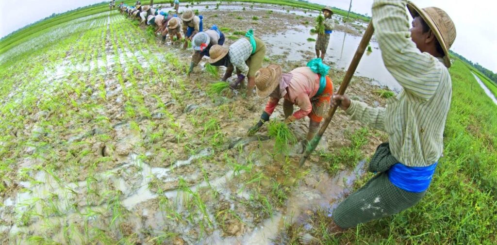 Challenges-Faced-by-Agriculture-in-India-After-the-Green-Revolution.